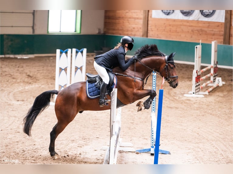 Niemiecki koń sportowy Wałach 8 lat 166 cm Gniada in Łódź