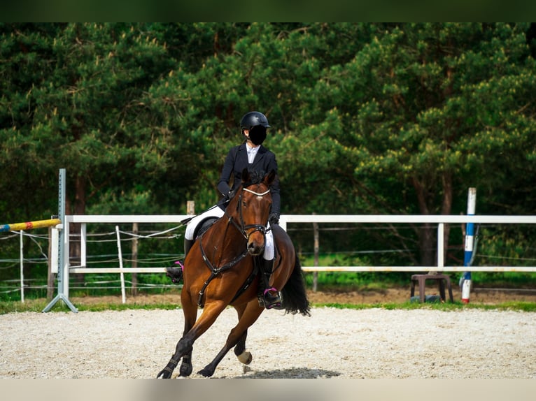 Niemiecki koń sportowy Wałach 8 lat 166 cm Gniada in Łódź