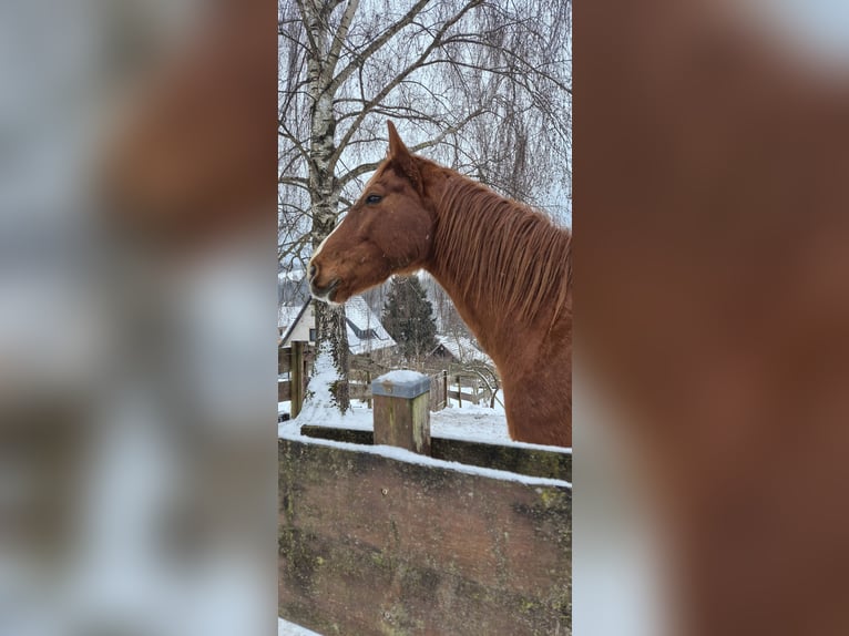 Niemiecki koń sportowy Wałach 8 lat 167 cm Kasztanowata in Wildflecken
