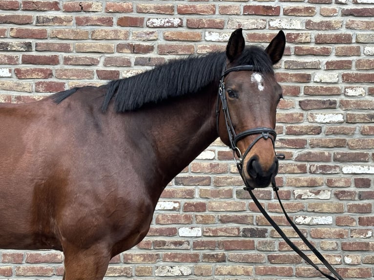 Niemiecki koń sportowy Wałach 8 lat 168 cm Ciemnogniada in Grevenbroich