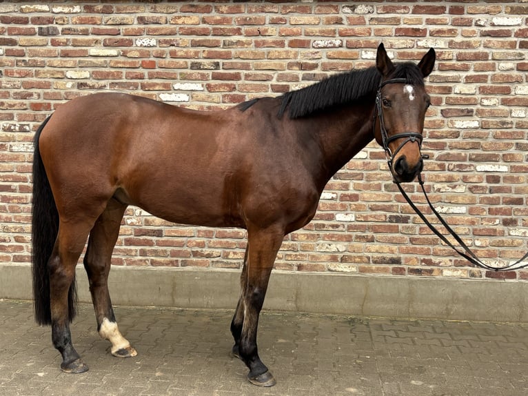 Niemiecki koń sportowy Wałach 8 lat 168 cm Ciemnogniada in Grevenbroich