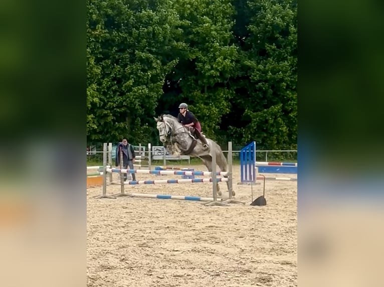 Niemiecki koń sportowy Wałach 8 lat 169 cm Siwa in Alzey