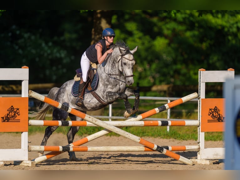 Niemiecki koń sportowy Wałach 8 lat 169 cm Siwa in Alzey