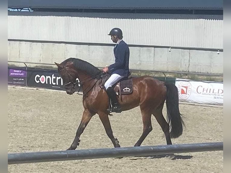 Niemiecki koń sportowy Wałach 8 lat 170 cm Ciemnogniada in Neumarkt an der Raab
