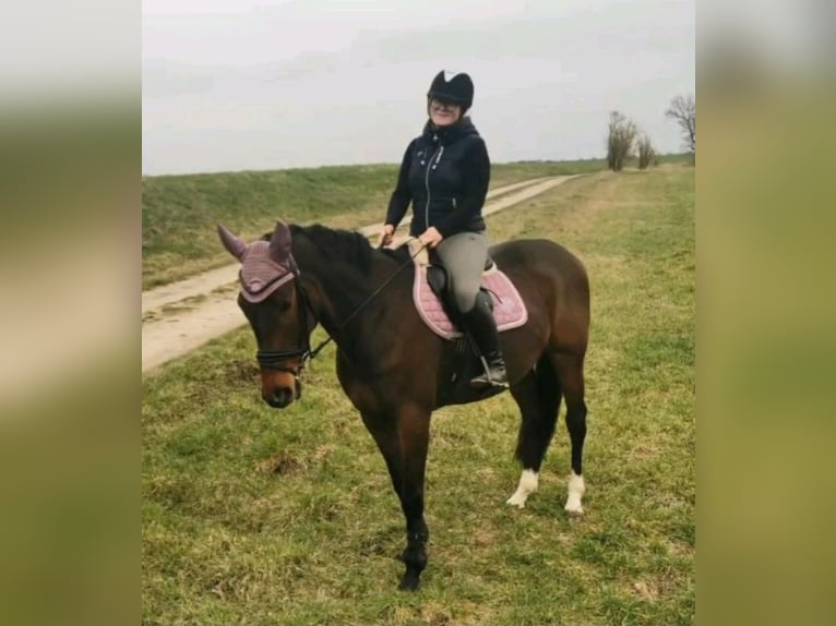 Niemiecki koń sportowy Wałach 8 lat 170 cm Gniada in Hettstedt