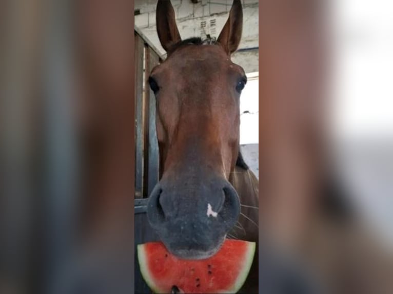 Niemiecki koń sportowy Wałach 8 lat 170 cm Gniada in Hettstedt