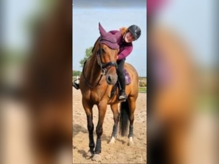 Niemiecki koń sportowy Wałach 8 lat 170 cm Gniada in Hettstedt