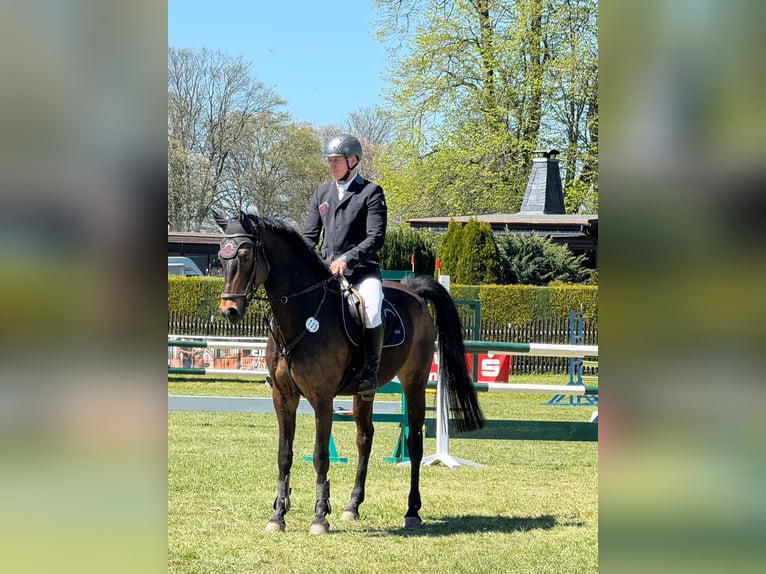 Niemiecki koń sportowy Wałach 8 lat 170 cm Gniada in Jahnsdorf/ErzgebirgeLeukersdorf