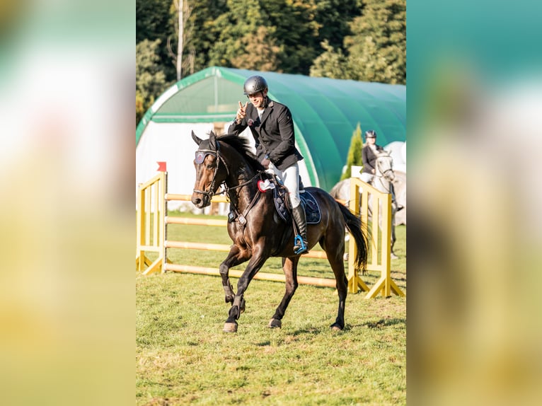 Niemiecki koń sportowy Wałach 8 lat 170 cm Gniada in Jahnsdorf/ErzgebirgeLeukersdorf
