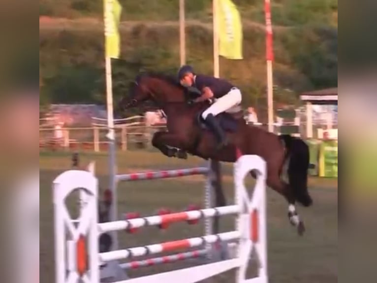 Niemiecki koń sportowy Wałach 8 lat 170 cm Gniada in Loitsche