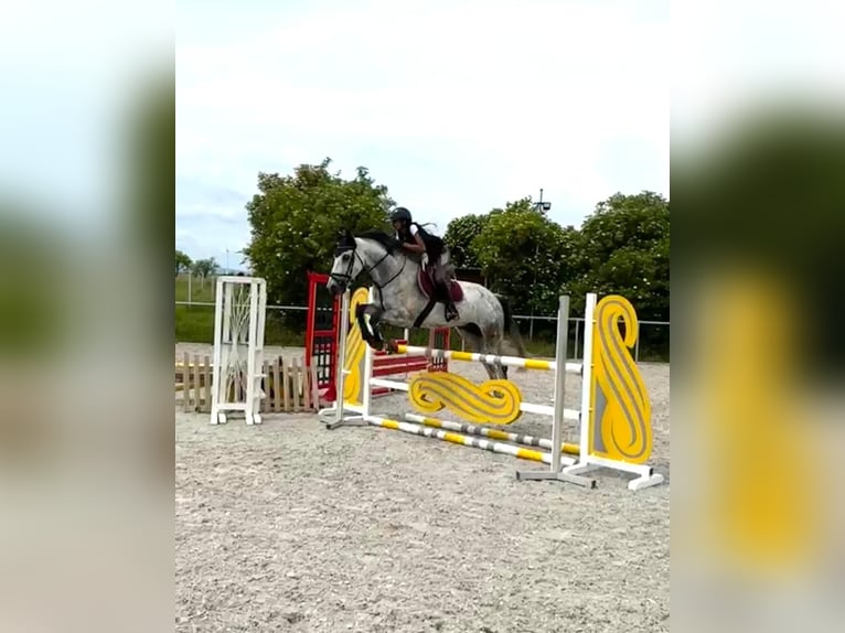 Niemiecki koń sportowy Wałach 8 lat 171 cm Siwa in Worms