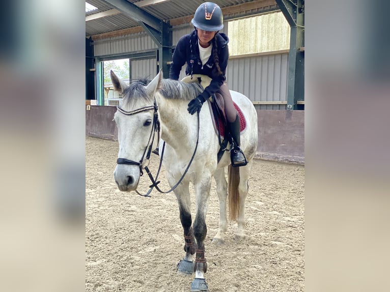 Niemiecki koń sportowy Wałach 8 lat 171 cm Siwa in Worms