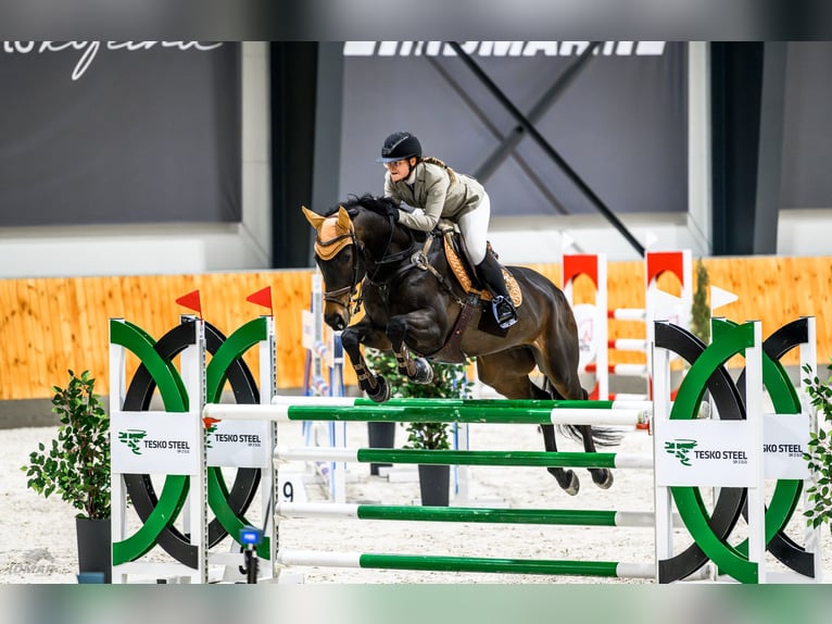Niemiecki koń sportowy Wałach 8 lat 172 cm Ciemnogniada in Zielona Góra Niemiecki koń sportowy Wałach 8 lat 172 cm Ciemnogniada in Zielona Góra