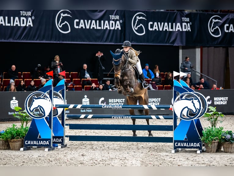 Niemiecki koń sportowy Wałach 8 lat 172 cm Ciemnogniada in Zielona Góra Niemiecki koń sportowy Wałach 8 lat 172 cm Ciemnogniada in Zielona Góra
