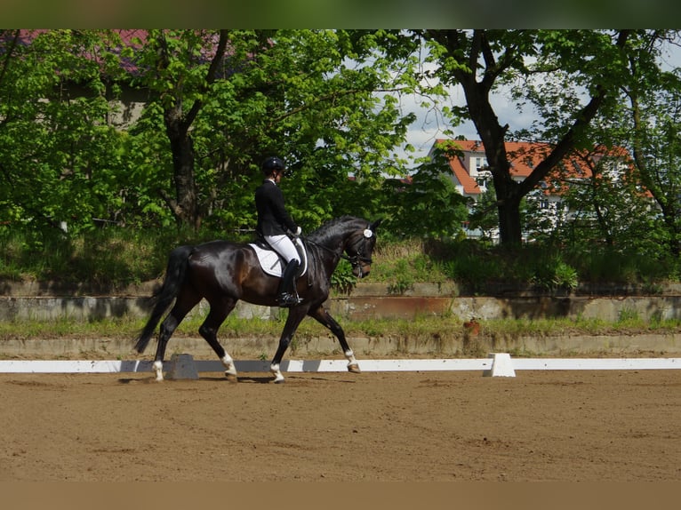 Niemiecki koń sportowy Wałach 8 lat 172 cm Ciemnogniada in Griesheim
