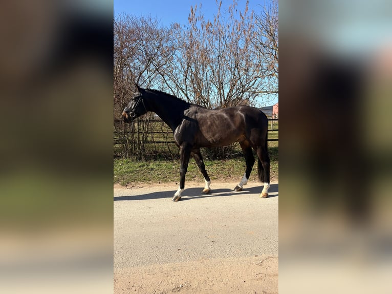 Niemiecki koń sportowy Wałach 8 lat 172 cm Ciemnogniada in Griesheim
