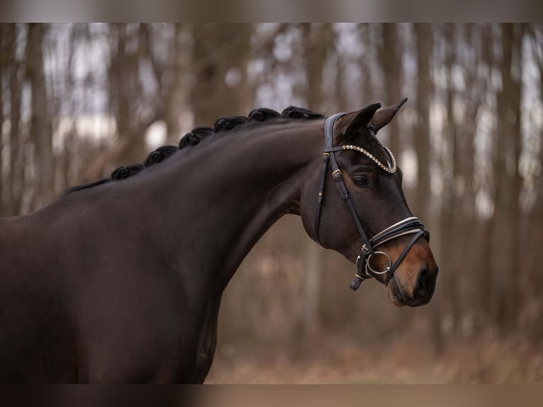 Niemiecki koń sportowy Wałach 8 lat 172 cm Ciemnogniada in Wehringen