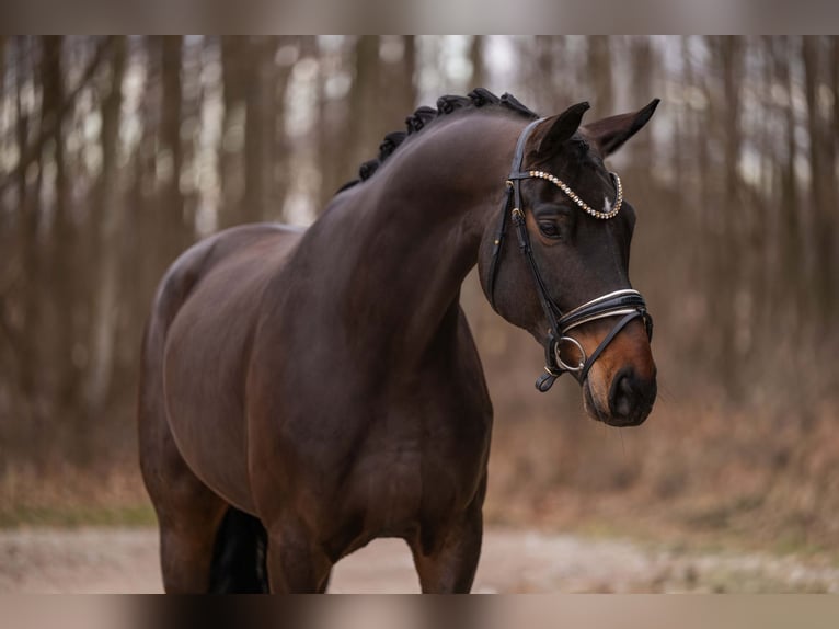 Niemiecki koń sportowy Wałach 8 lat 172 cm Ciemnogniada in Wehringen