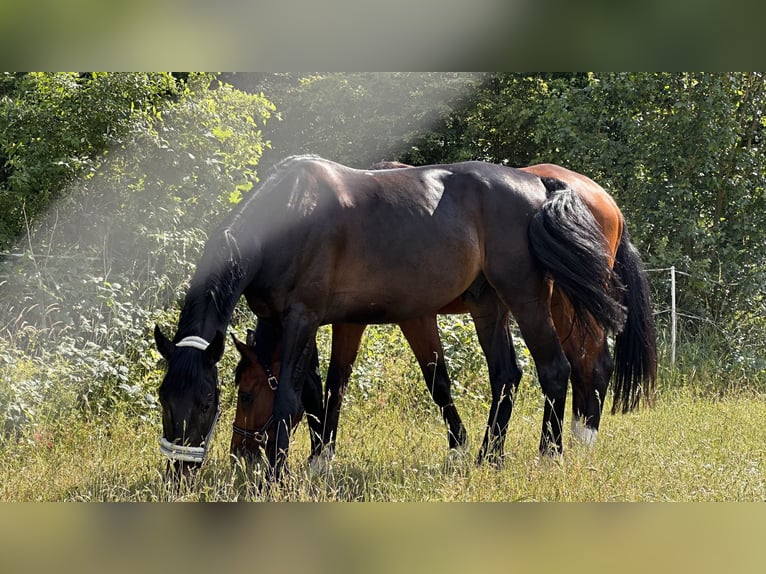 Niemiecki koń sportowy Wałach 8 lat 172 cm Kara in Rodgau