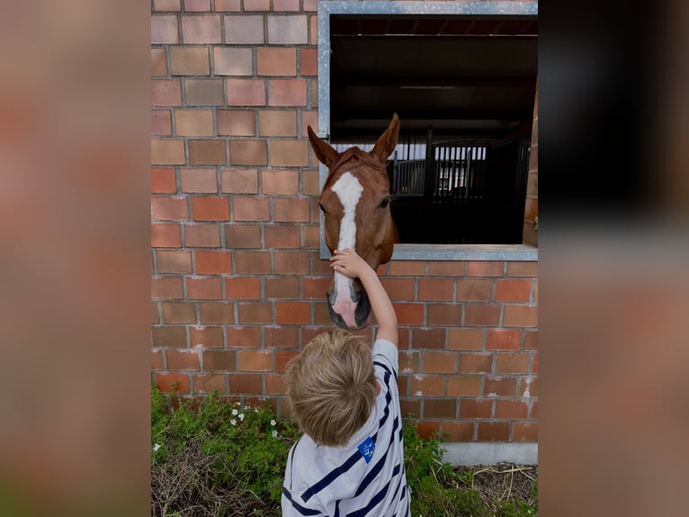 Niemiecki koń sportowy Wałach 8 lat 172 cm Kasztanowata in Krefeld