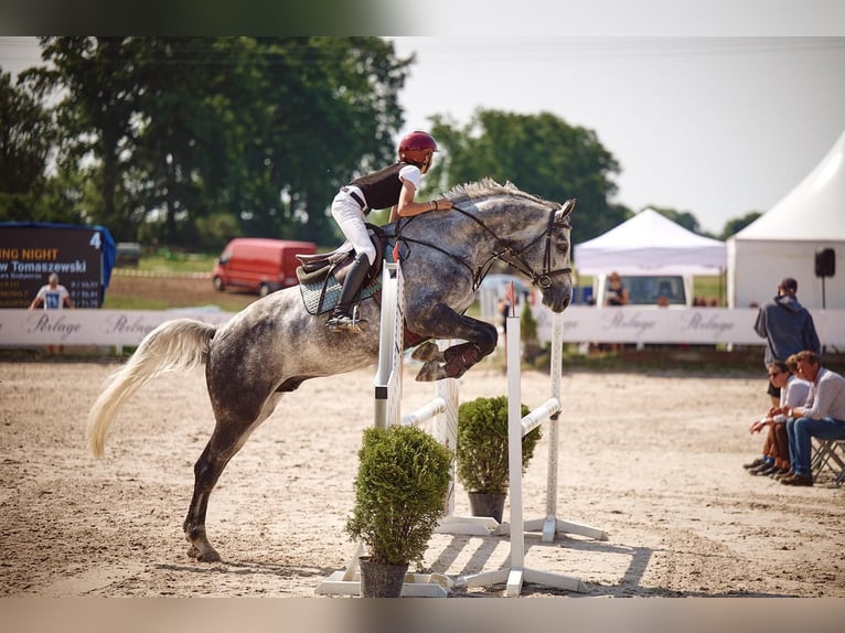 Niemiecki koń sportowy Wałach 8 lat 172 cm Siwa in Robercin