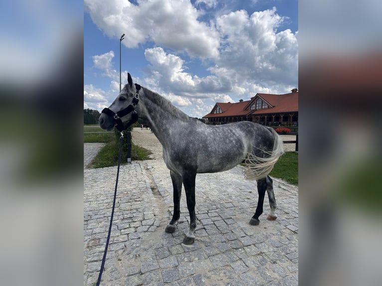 Niemiecki koń sportowy Wałach 8 lat 172 cm Siwa in Robercin