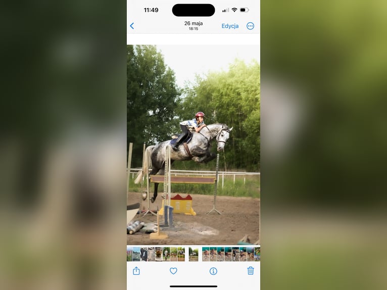 Niemiecki koń sportowy Wałach 8 lat 172 cm Siwa in Robercin