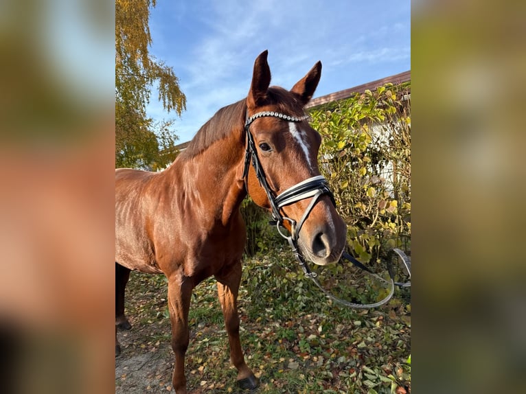 Niemiecki koń sportowy Wałach 8 lat 174 cm Ciemnokasztanowata in Rudelzhausen