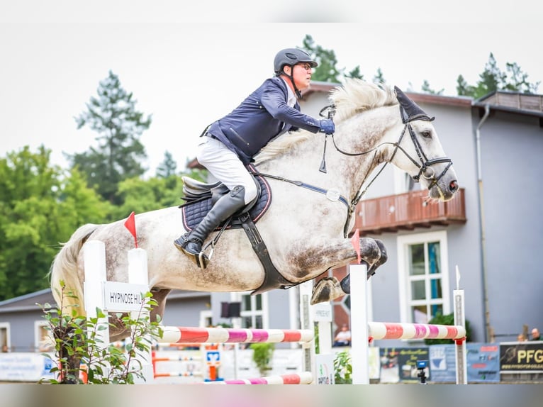 Niemiecki koń sportowy Wałach 8 lat 174 cm Siwa in Perleberg