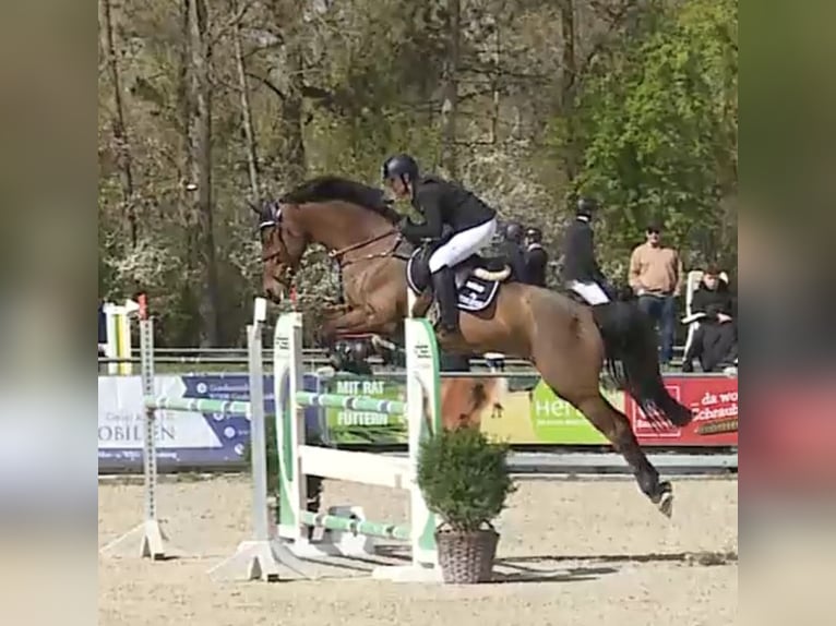 Niemiecki koń sportowy Wałach 8 lat 175 cm  in Sonnefeld