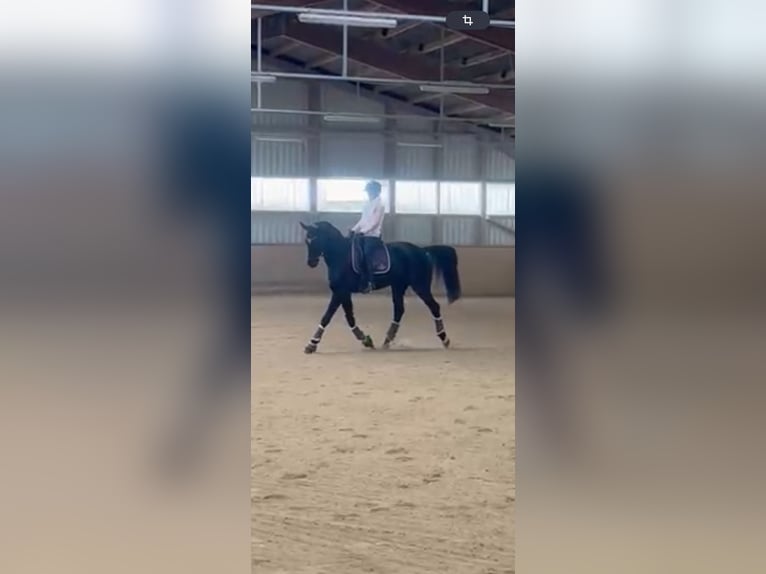 Niemiecki koń sportowy Wałach 8 lat 175 cm Skarogniada in Regensburg