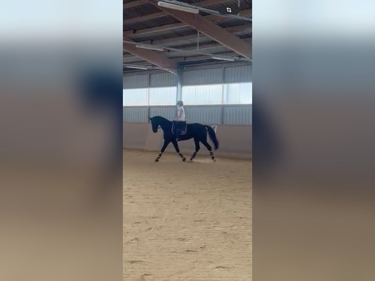 Niemiecki koń sportowy Wałach 8 lat 175 cm Skarogniada in Regensburg