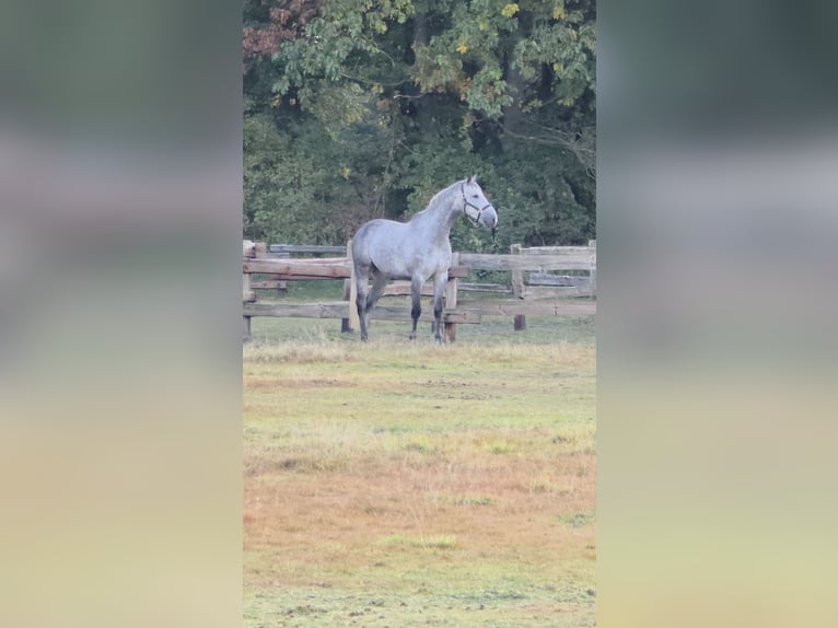 Niemiecki koń sportowy Wałach 8 lat 178 cm Siwa in Schwarmstedt