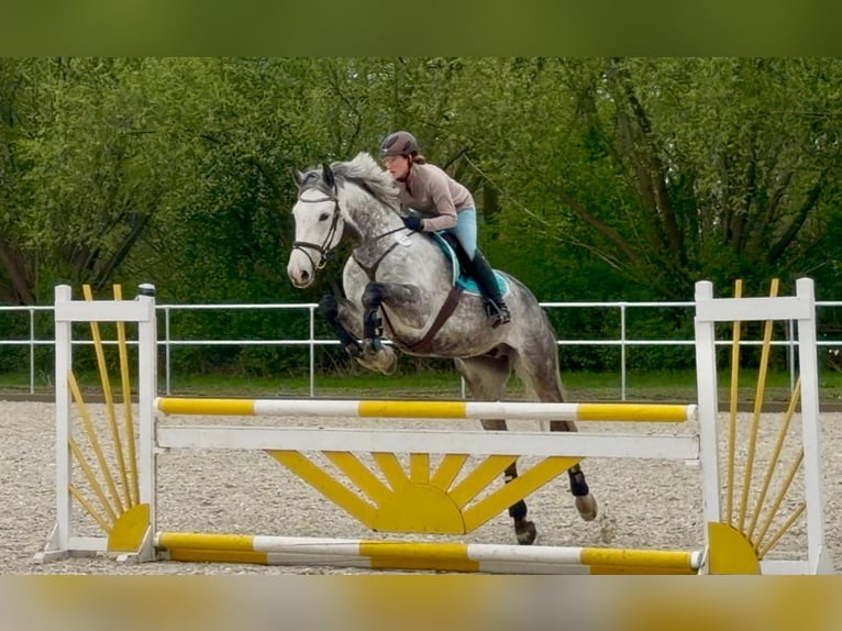 Niemiecki koń sportowy Wałach 8 lat 178 cm Siwa in Schwarmstedt
