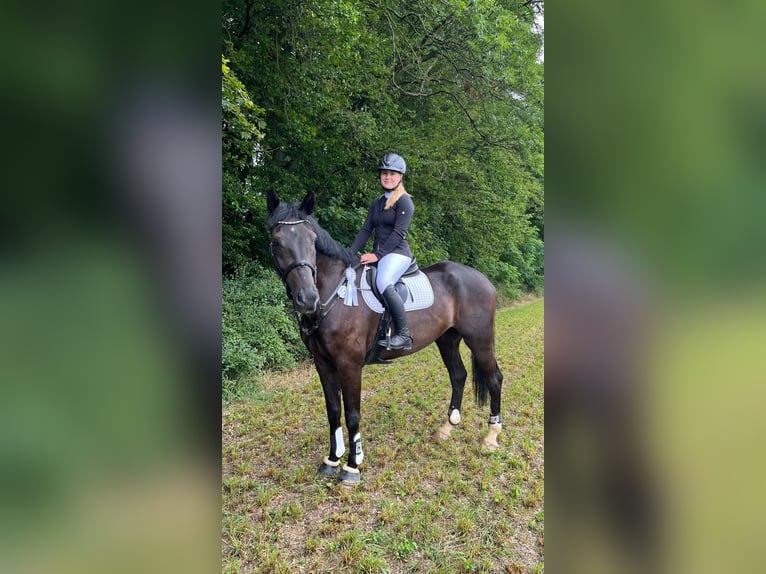 Niemiecki koń sportowy Wałach 8 lat 178 cm Skarogniada in Leipzig