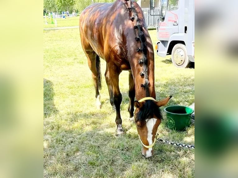Niemiecki koń sportowy Wałach 8 lat 179 cm Gniada in Wiernsheim