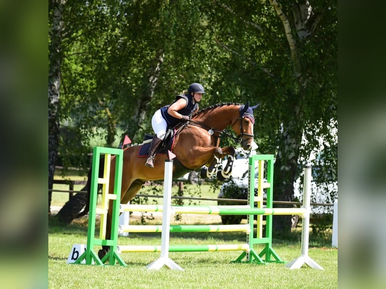 Niemiecki koń sportowy Wałach 8 lat 179 cm Gniada in Wiernsheim