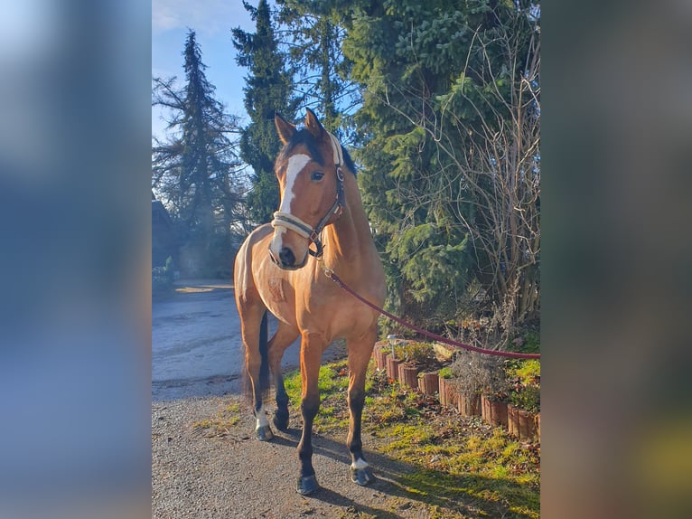 Niemiecki koń sportowy Wałach 8 lat 179 cm Gniada in Wiernsheim