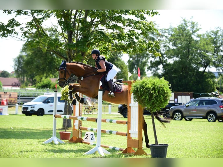 Niemiecki koń sportowy Wałach 8 lat 179 cm Gniada in Wiernsheim