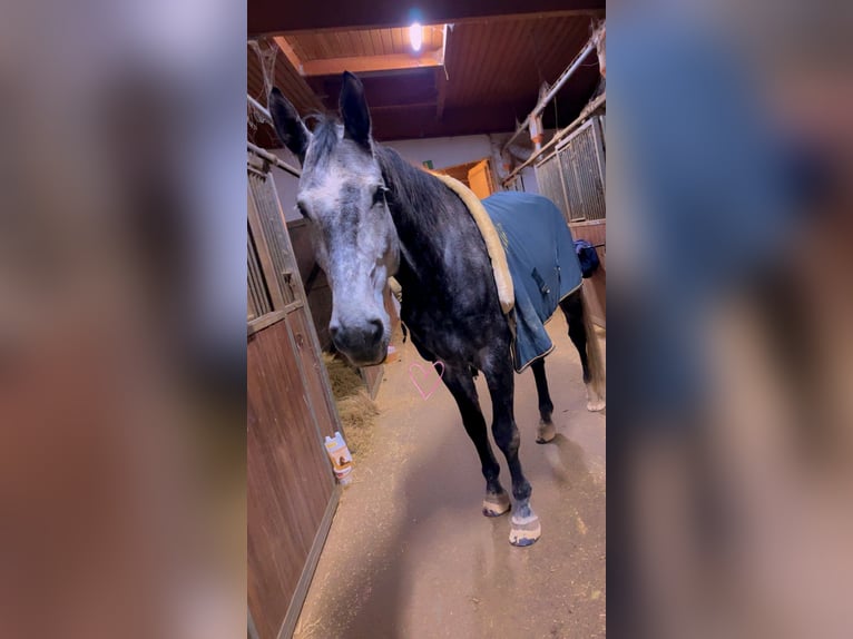 Niemiecki koń sportowy Wałach 8 lat 183 cm Siwa in Bruchweiler-Bärenbach