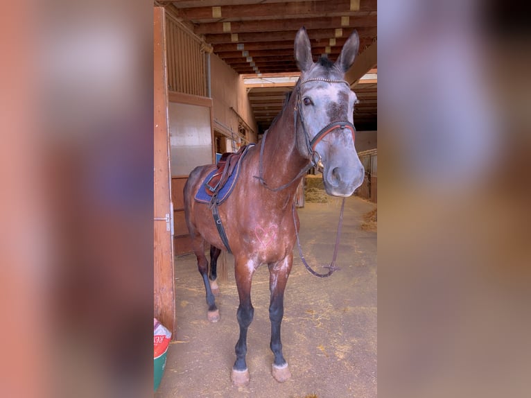 Niemiecki koń sportowy Wałach 8 lat 183 cm Siwa in Bruchweiler-Bärenbach
