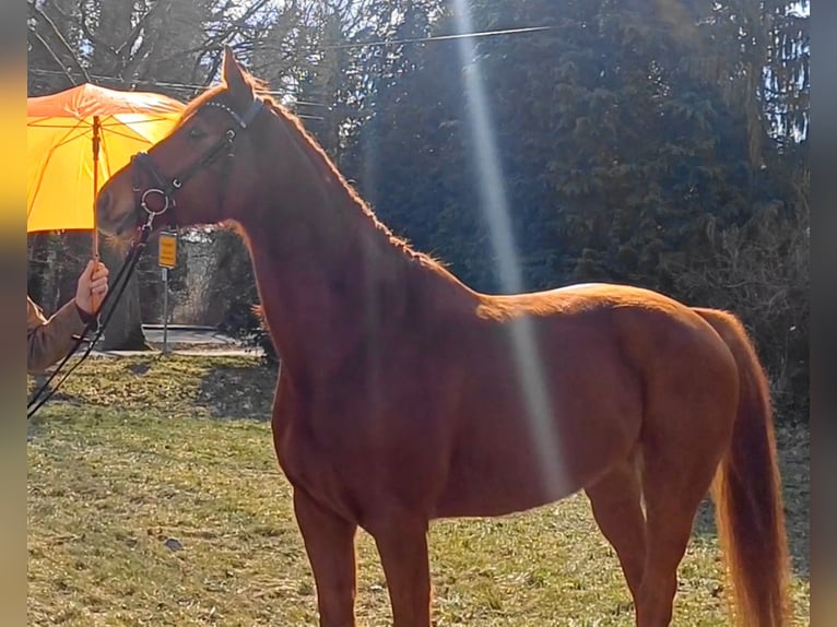 Niemiecki koń sportowy Wałach 9 lat 158 cm Kasztanowata in Ringelsdorf