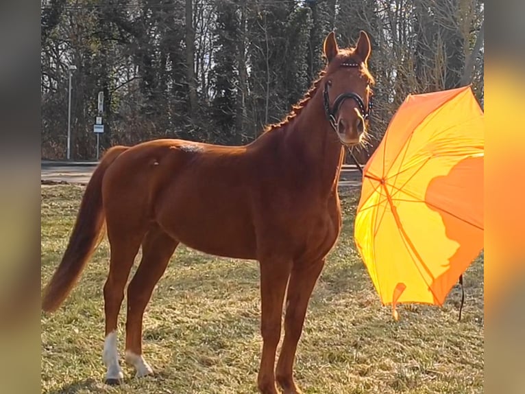 Niemiecki koń sportowy Wałach 9 lat 158 cm Kasztanowata in Ringelsdorf
