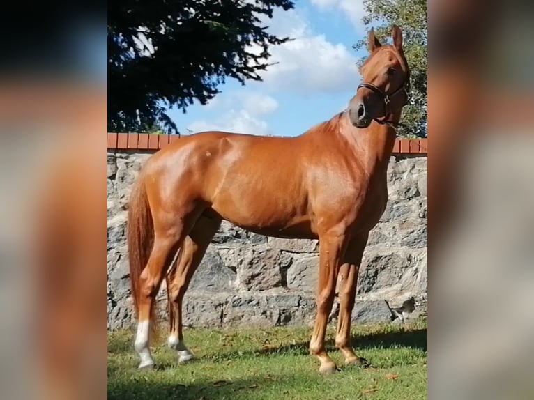 Niemiecki koń sportowy Wałach 9 lat 158 cm Kasztanowata in Ringelsdorf