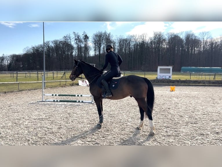 Niemiecki koń sportowy Wałach 9 lat 164 cm Gniada in M&#xFC;llheim