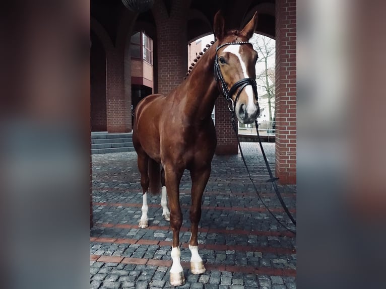 Niemiecki koń sportowy Wałach 9 lat 165 cm Kasztanowata in Lichtenau