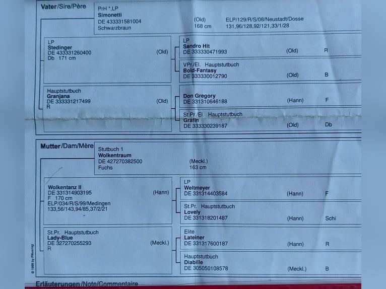 Niemiecki koń sportowy Wałach 9 lat 166 cm Ciemnogniada in Wasserburg am Inn