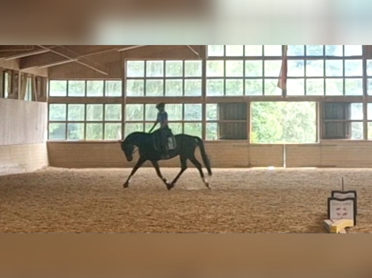 Niemiecki koń sportowy Wałach 9 lat 168 cm Ciemnogniada in Schwalmstadt