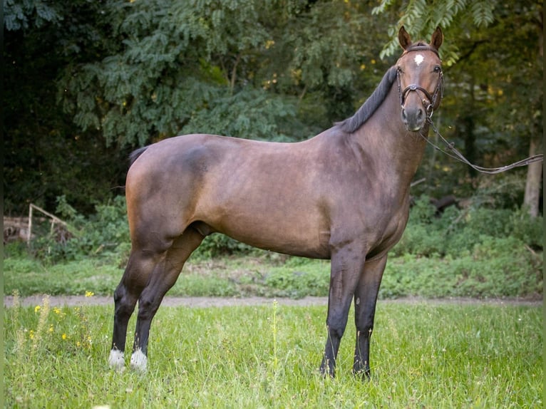 Niemiecki koń sportowy Wałach 9 lat 168 cm Gniada in Mannheim