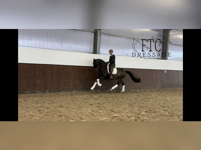 Niemiecki koń sportowy Wałach 9 lat 168 cm Gniada in Vechta